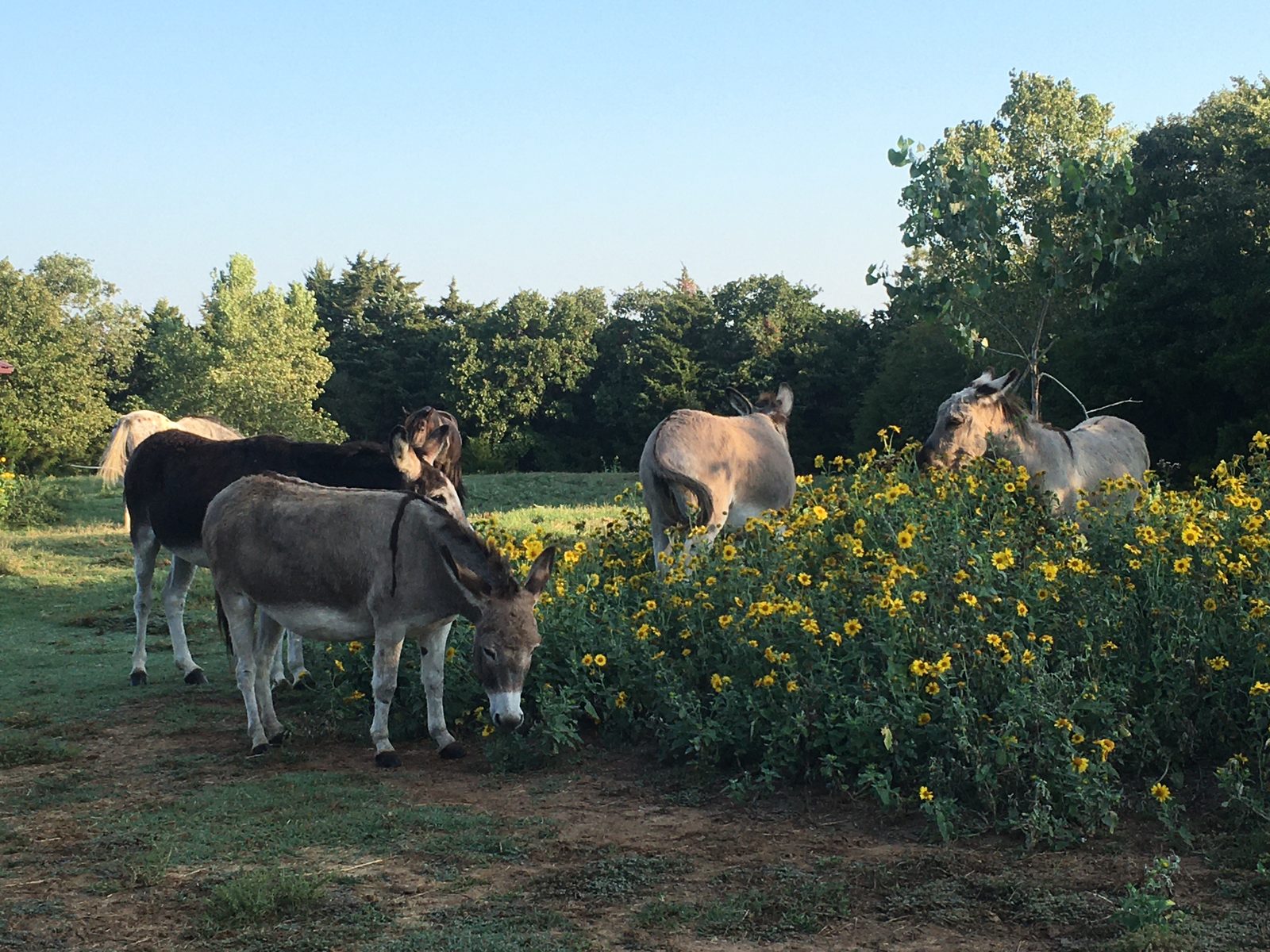 Our donkeys